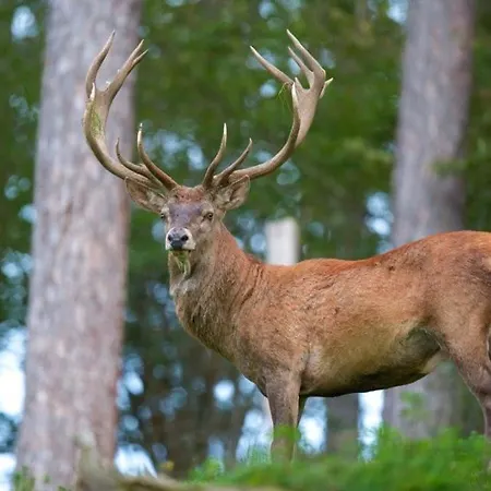 Semesterbostad Casa Catraia No Pulmao Da Serra Da Lousa *
