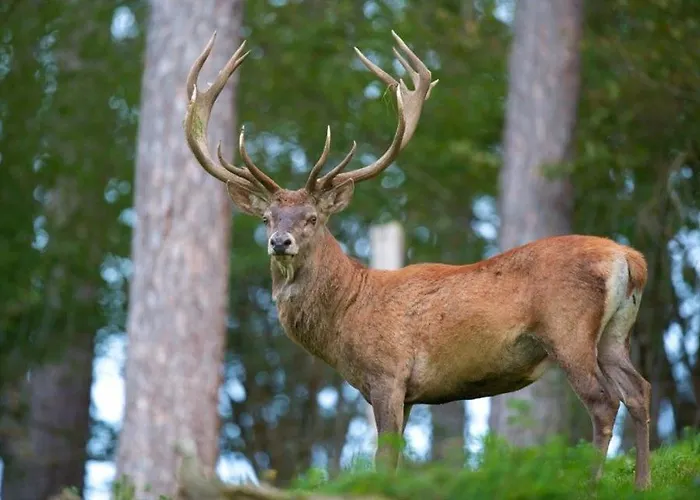 Hébergement de vacances Casa Catraia No Pulmao Da Serra Da Lousa *